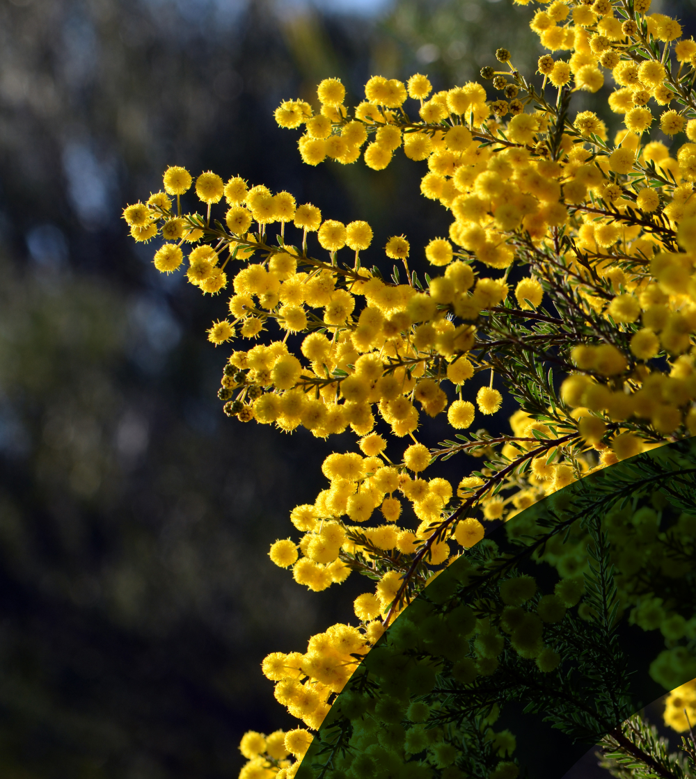 Yellow flowers in full bloom against a dark blurred background.
